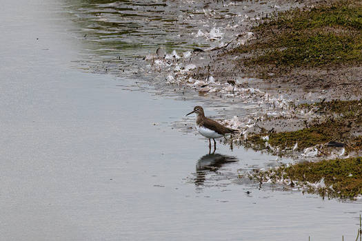 Green Sandpiper