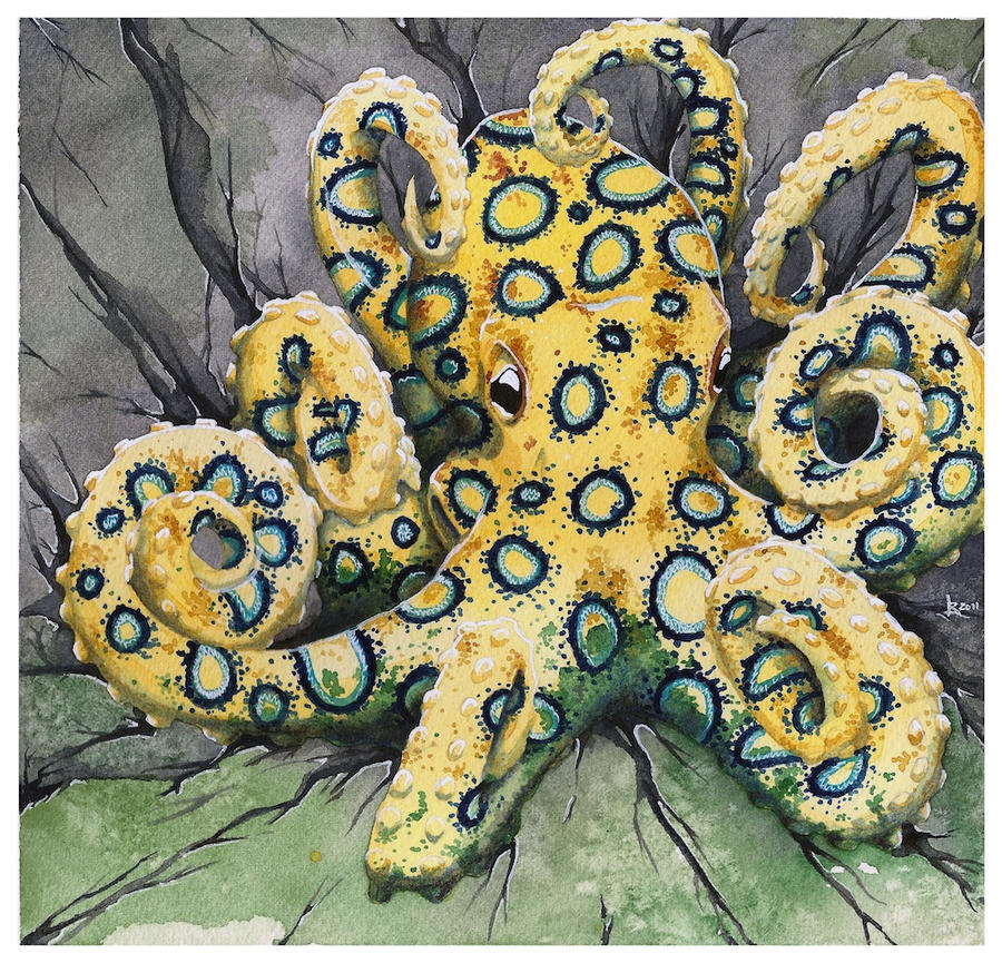 Blue-ringed Octopus by Taiyo85 on DeviantArt