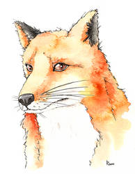 Fox peq