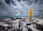 Lone Larch by RawPoetry