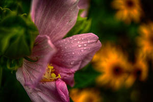 Wet Pink