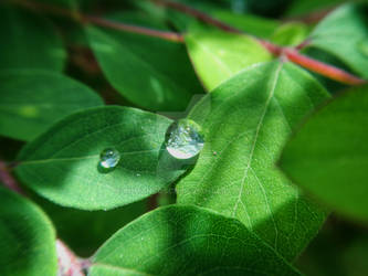 the brilliance of water in green