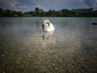 a swan alone