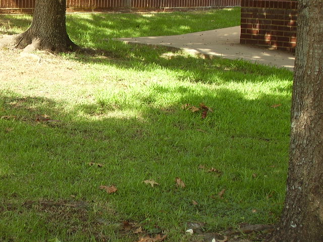 Cardinal I Think