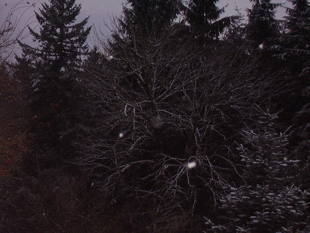 Snow-Laced Tree