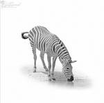 zebra minimal by LadyCarnal