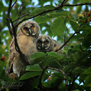 Owlets by LadyCarnal