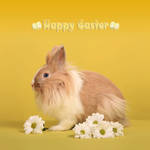 Hoppy Easter by LadyCarnal