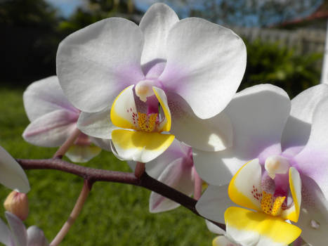 orchid 05