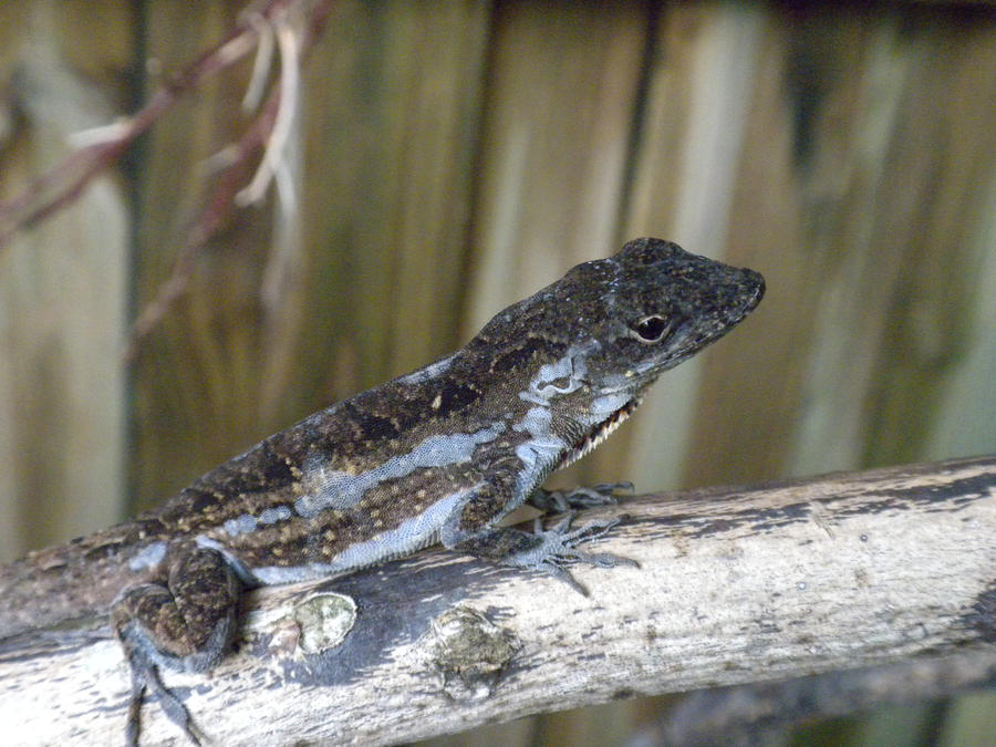 anole lizard 22