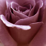 Pink Rose by napalminthewomb