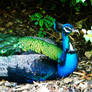 Free Spirited Peacock