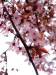 Cherry Blossom by amykins82