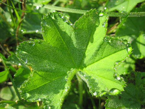 Alchemilla