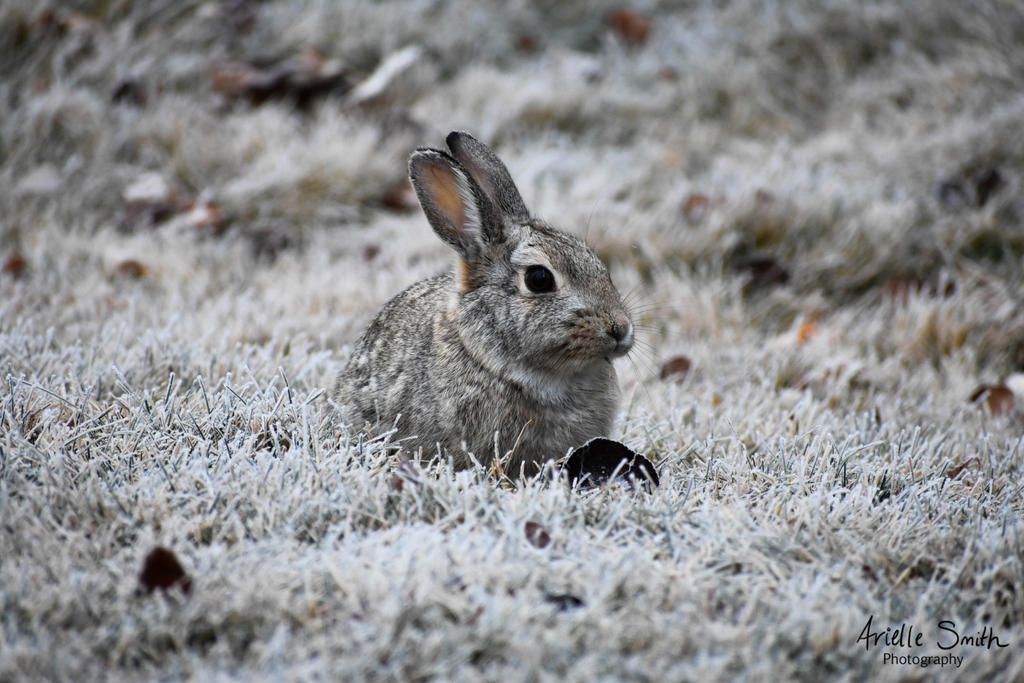 Frost Bunny by LadyeEagle on DeviantArt