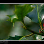Holly Berry