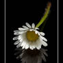 Daisy, Daisy