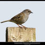 Dunnock