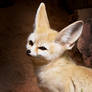 Fennec Fox