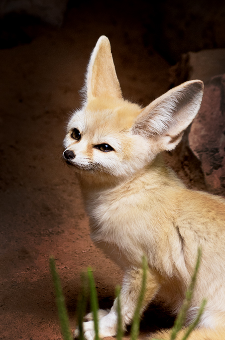 Fennec Fox