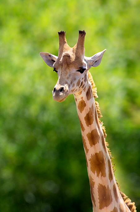 Giraffe