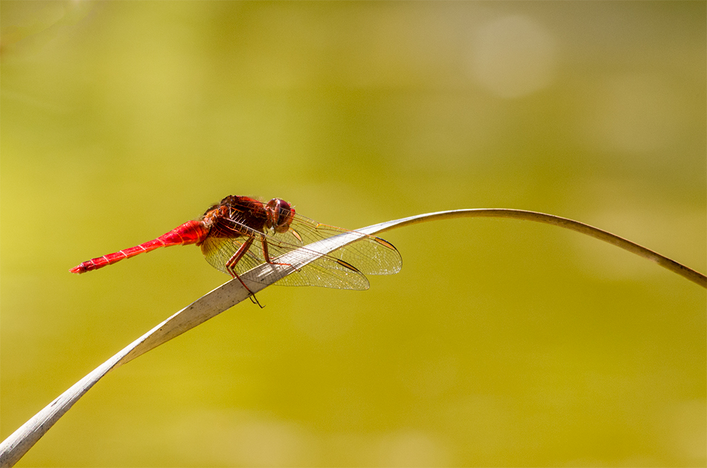 Crocothemis Erythraea (Scarlet Darter)