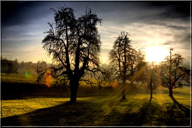 trees in sun