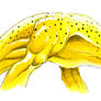 Biplodocus