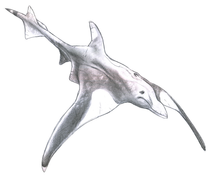 Dolphin Ray Study