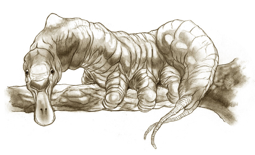 Platypillar by thomastapir