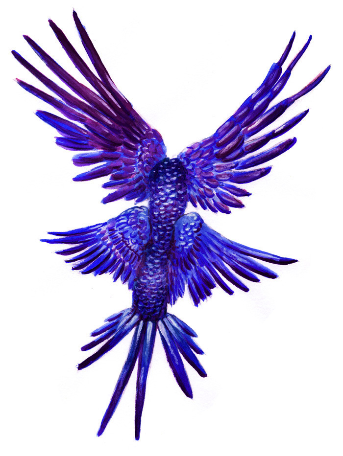 Glaucus Macaw Betta Aeolid