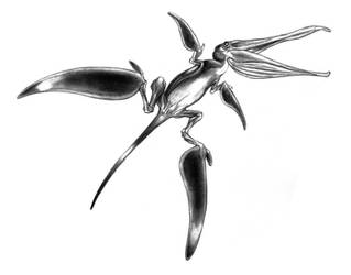 Thalassovipteryx by thomastapir