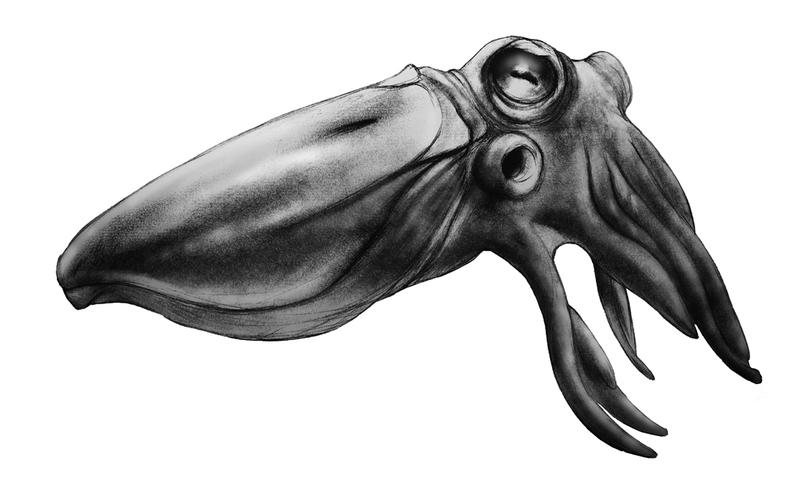 Shoebill Squid