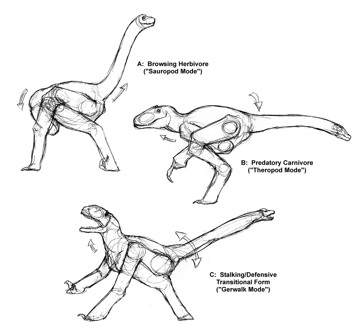 Holotypical Transauromorph Studies