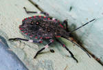 Volcanic Shield Bug by thomastapir