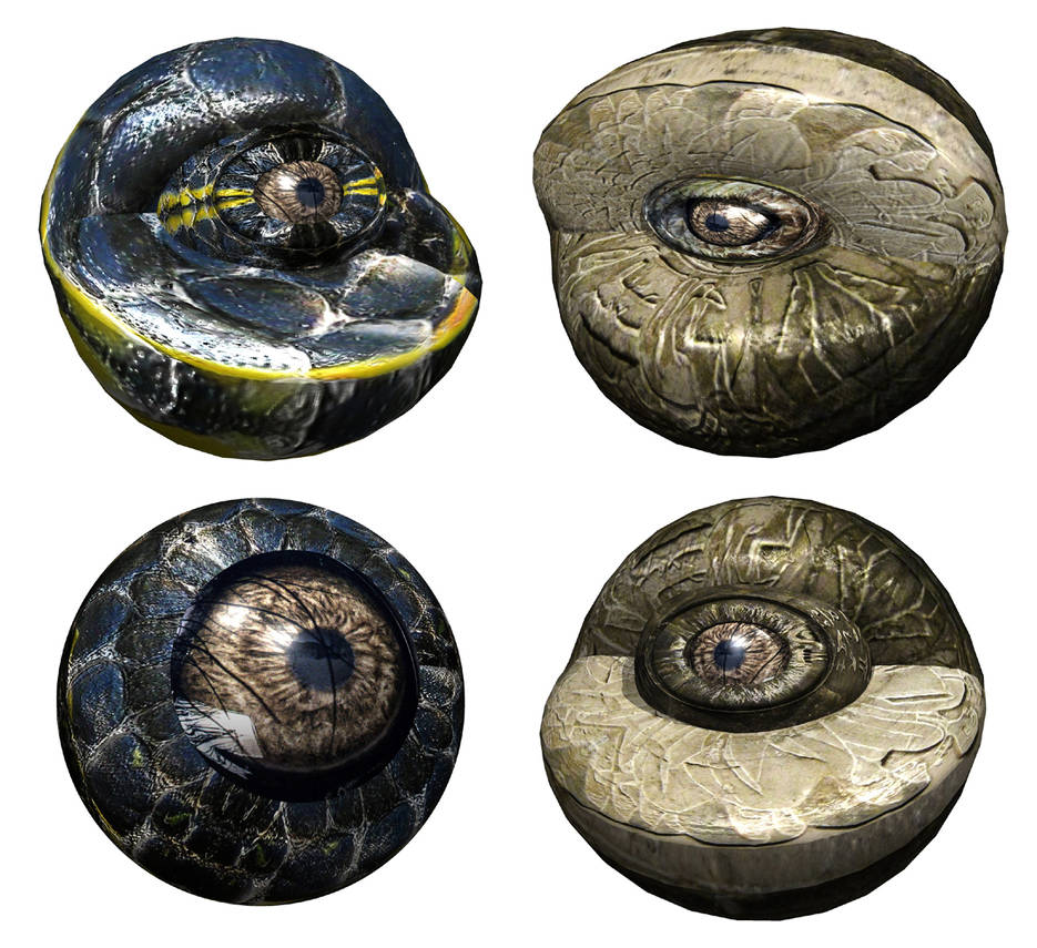 Half Bird Shell Half Shells by thomastapir on DeviantArt