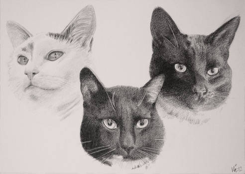 Three cats