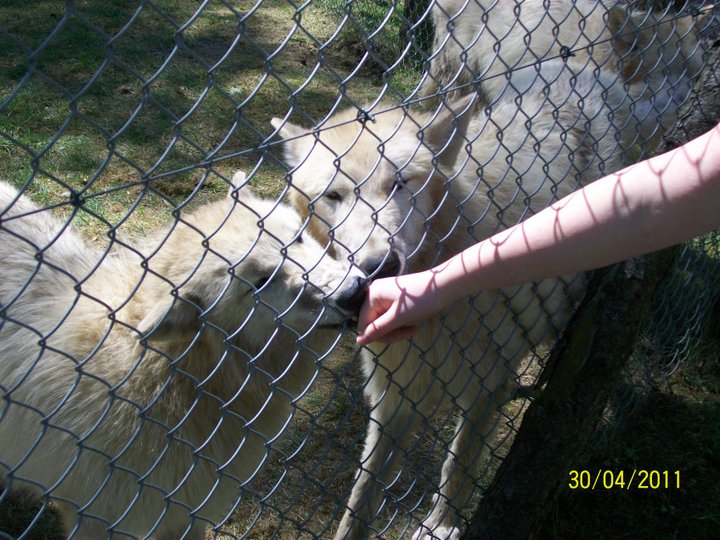 Wolfs in German Zoo