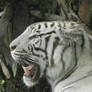 Close up on white tigar