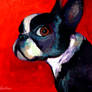 Boston Terrier 2 Novikova