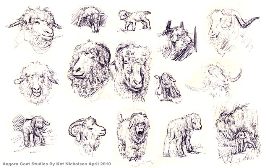 Angora Drawing Angora Goat Studies by KatCardy on DeviantArt