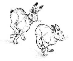 Chasing Hares