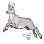 Roe Deer Doe Sketch