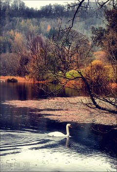Dreaming Swan