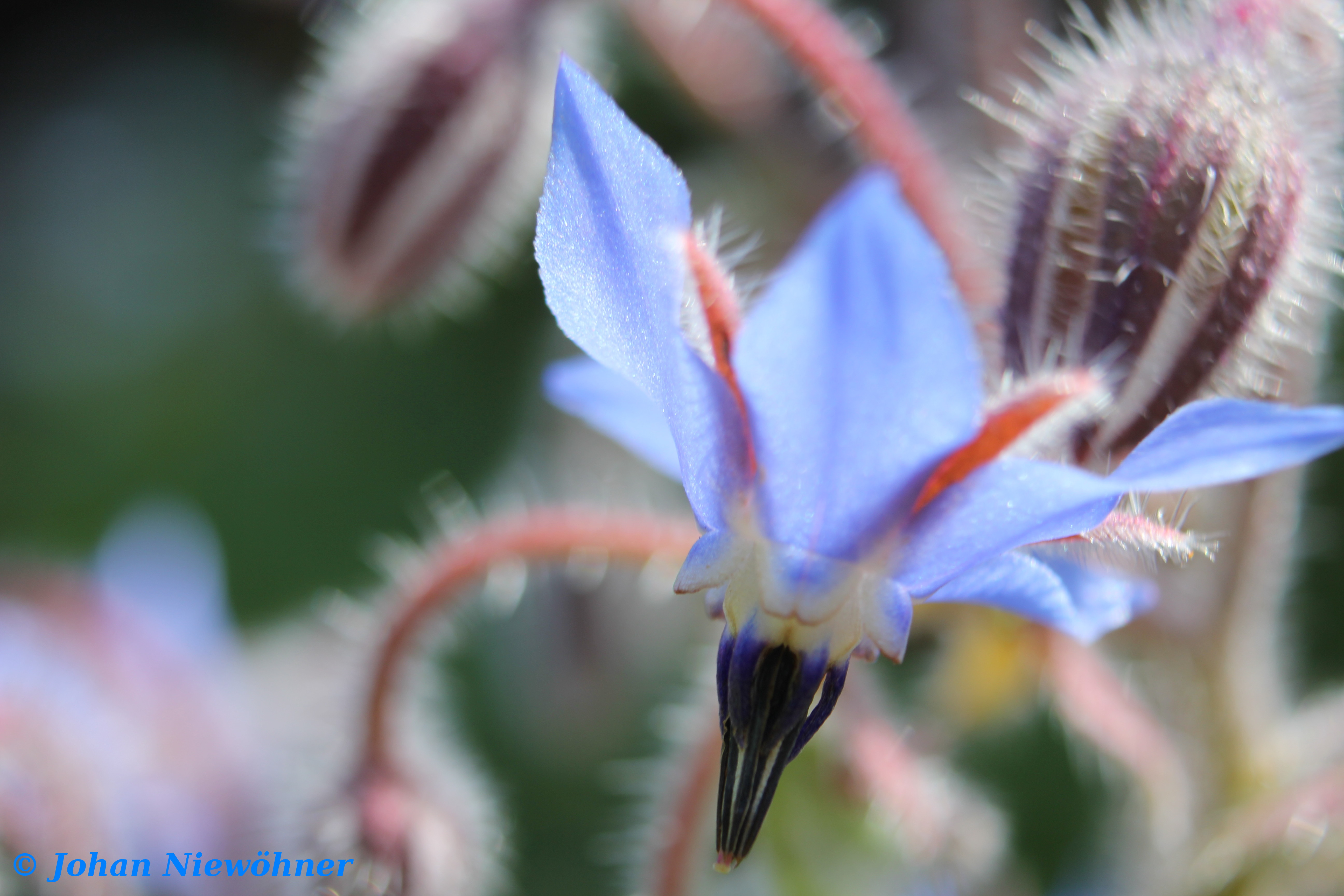 Borage