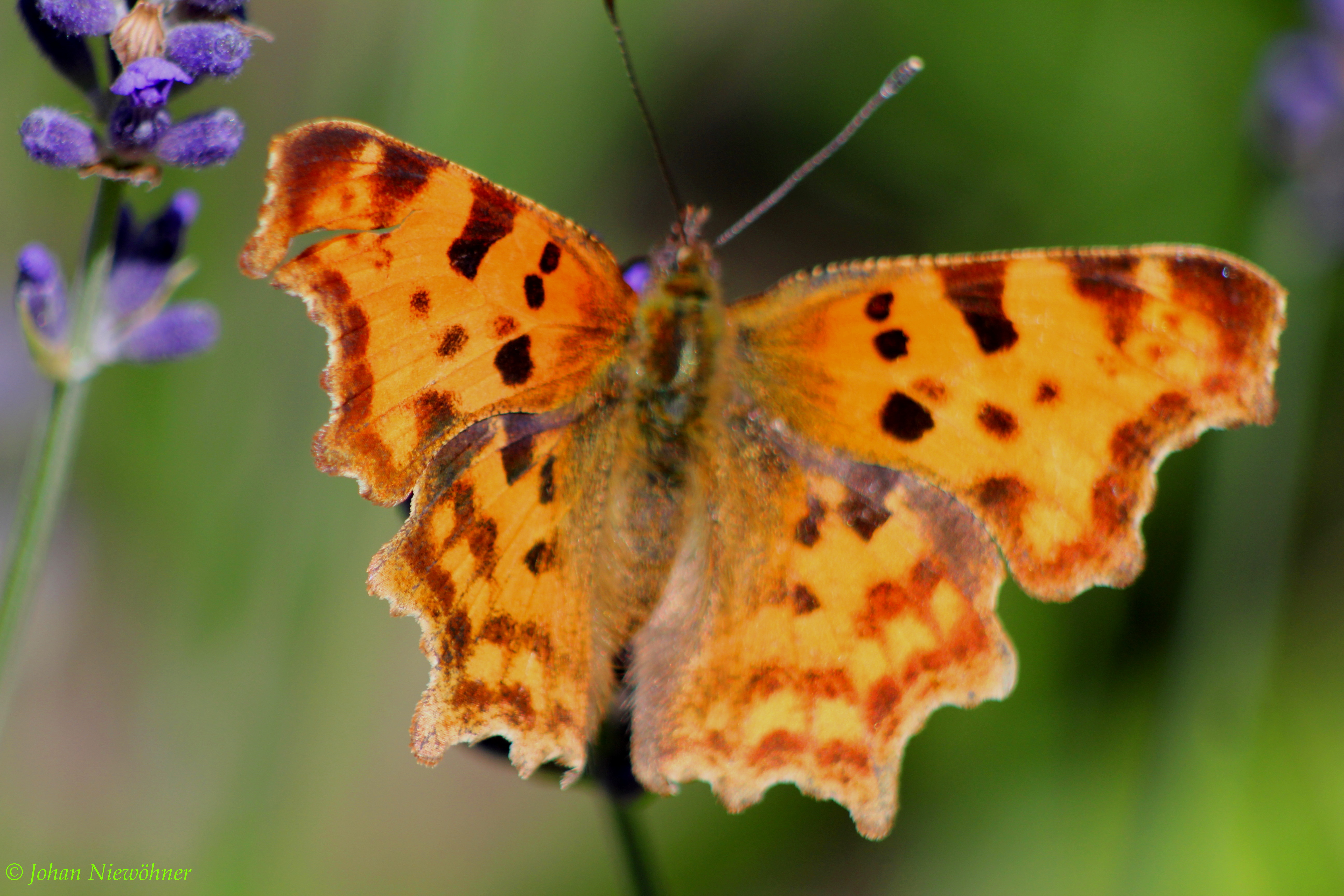 Lavender and a butterfly 10