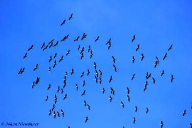 Storks