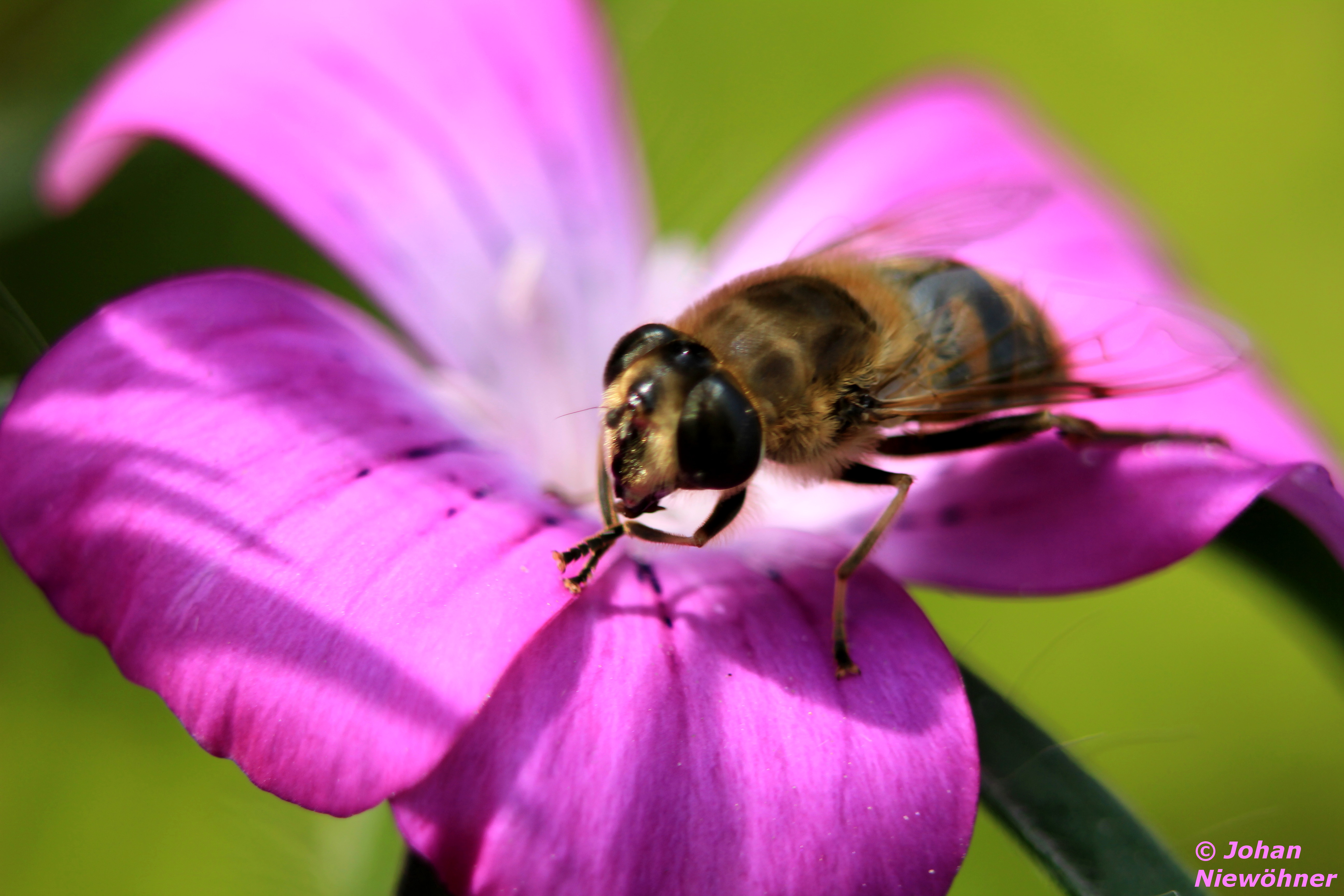 Bee on purple