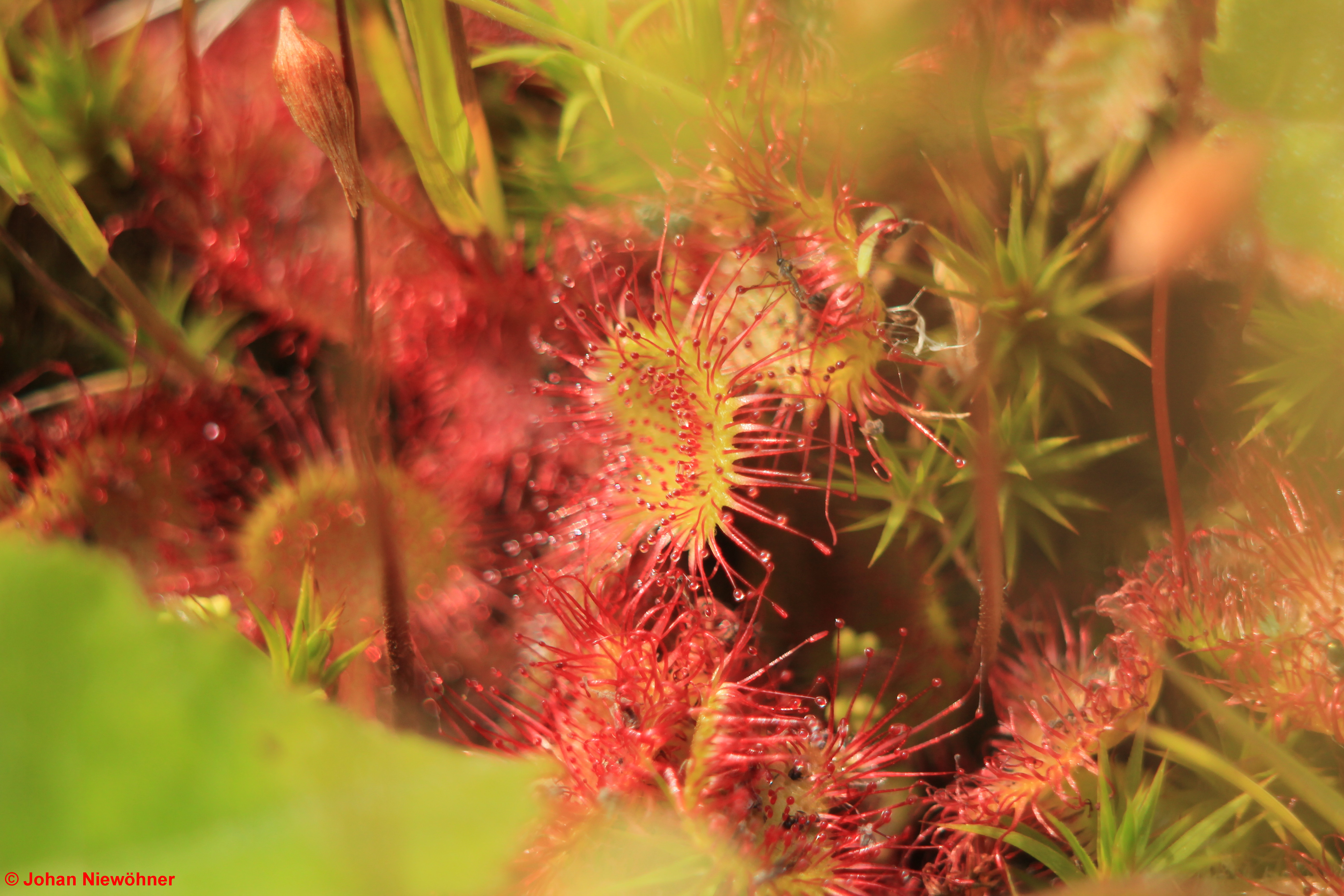 Drosera rotundafolia