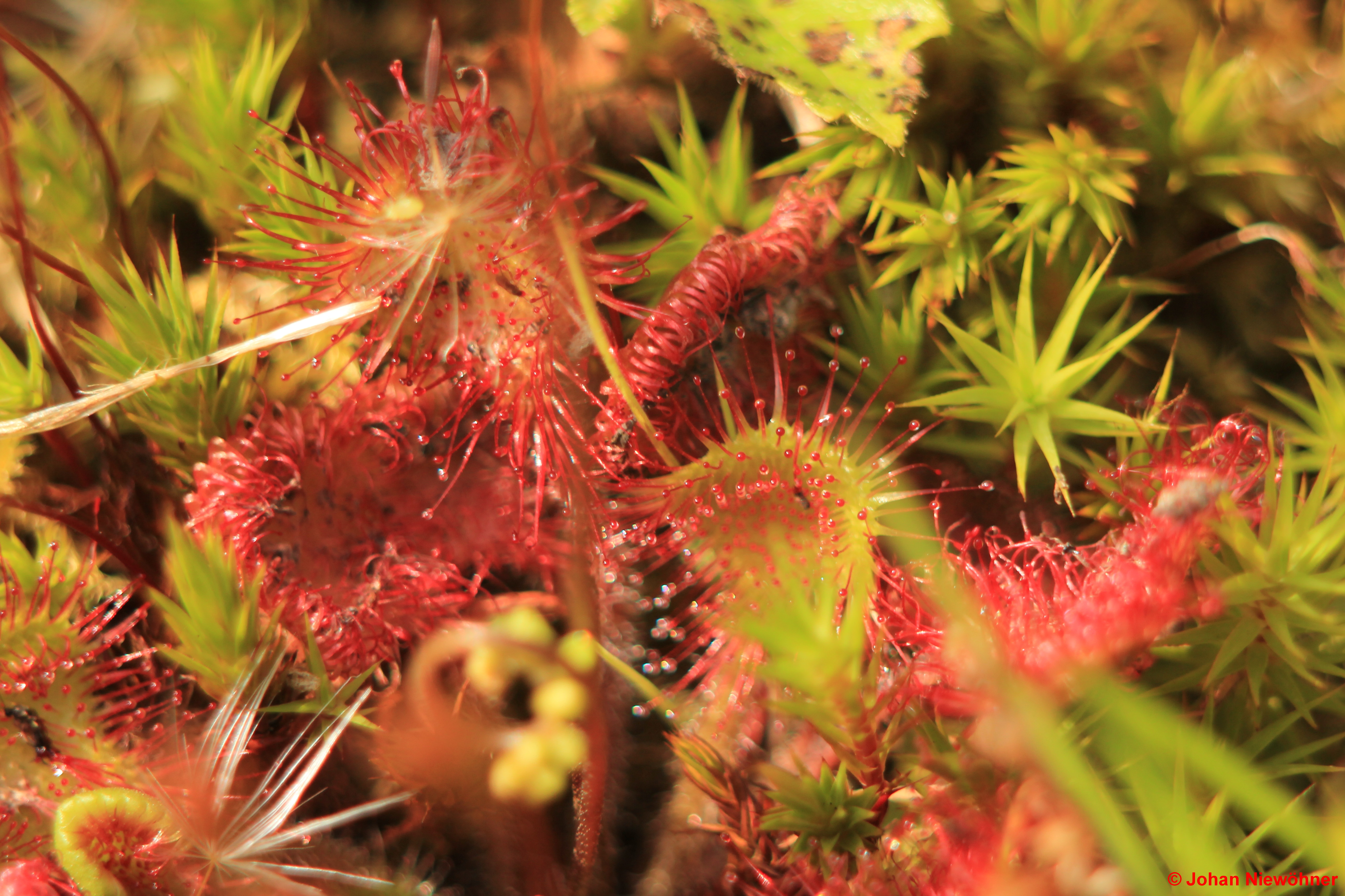 Drosera rotundafolia 2